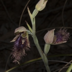 Calochilus platychilus at Acton, ACT - 28 Oct 2016