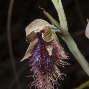 Calochilus platychilus at Acton, ACT - 28 Oct 2016