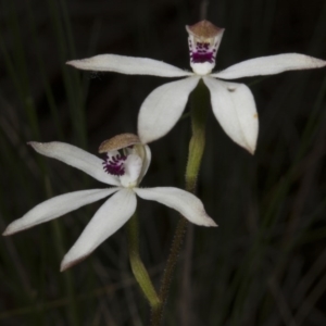 Caladenia cucullata at Acton, ACT - 28 Oct 2016