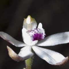 Caladenia cucullata at Acton, ACT - 28 Oct 2016