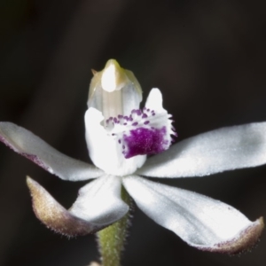 Caladenia cucullata at Acton, ACT - 28 Oct 2016