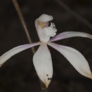 Caladenia ustulata at Acton, ACT - 28 Oct 2016