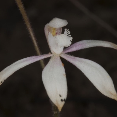 Caladenia ustulata (Brown Caps) at Acton, ACT - 28 Oct 2016 by DerekC