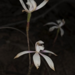 Caladenia ustulata at Acton, ACT - 28 Oct 2016