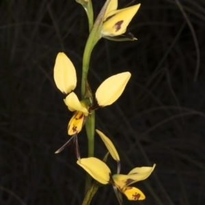 Diuris sulphurea at Acton, ACT - 28 Oct 2016