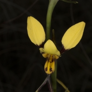 Diuris sulphurea at Acton, ACT - 28 Oct 2016