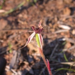 Caladenia actensis (Canberra Spider Orchid) at Mount Majura - 28 Oct 2016 by waltraud
