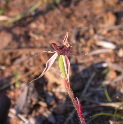 Caladenia actensis (Canberra Spider Orchid) by waltraud