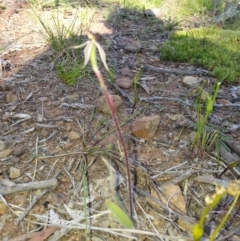 Caladenia actensis at suppressed - 28 Oct 2016