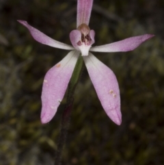Caladenia fuscata (Dusky Fingers) at Acton, ACT - 28 Oct 2016 by DerekC