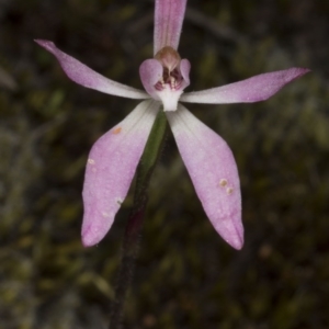 Caladenia fuscata at Acton, ACT - suppressed