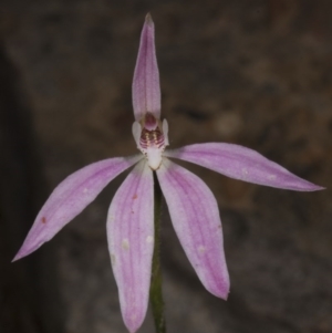 Caladenia fuscata at Acton, ACT - 28 Oct 2016