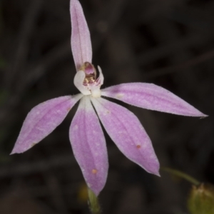 Caladenia fuscata at Acton, ACT - suppressed