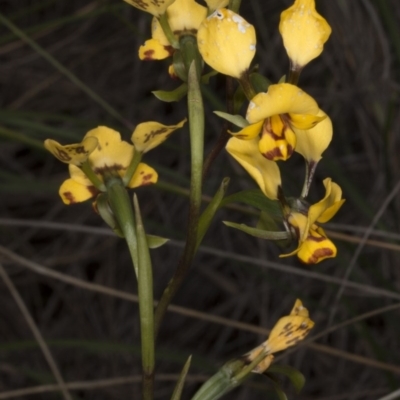 Diuris nigromontana (Black Mountain Leopard Orchid) at Acton, ACT - 28 Oct 2016 by DerekC