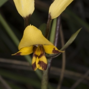 Diuris nigromontana at Acton, ACT - 28 Oct 2016