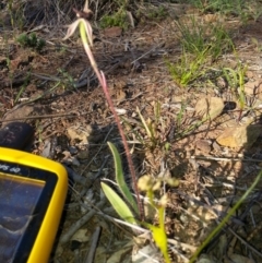 Caladenia actensis (Canberra Spider Orchid) at Canberra Central, ACT - 28 Oct 2016 by waltraud