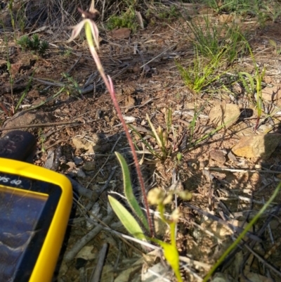 Caladenia actensis (Canberra Spider Orchid) at Mount Majura - 28 Oct 2016 by waltraud