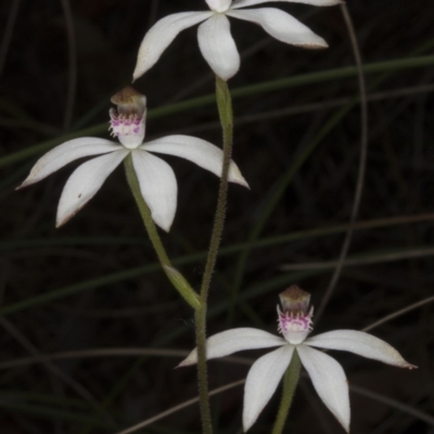 Caladenia moschata (Musky Caps) at Acton, ACT - 28 Oct 2016 by DerekC