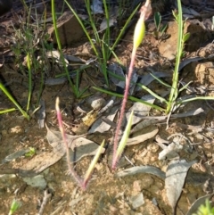 Caladenia actensis (Canberra Spider Orchid) at Canberra Central, ACT - 28 Oct 2016 by waltraud