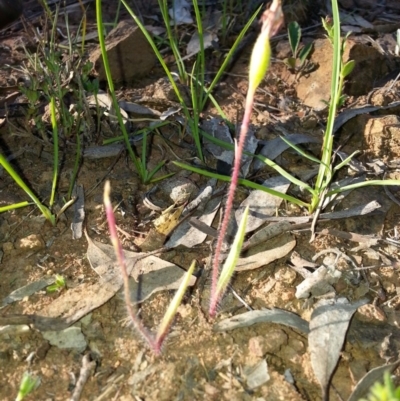 Caladenia actensis (Canberra Spider Orchid) at Mount Majura - 28 Oct 2016 by waltraud