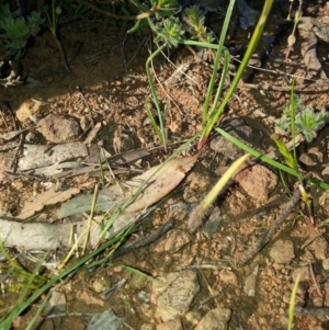 Caladenia actensis at suppressed - 28 Oct 2016