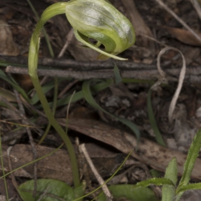 Pterostylis nutans (Nodding Greenhood) at Point 5822 - 28 Oct 2016 by DerekC