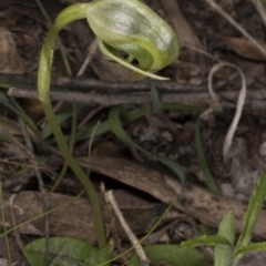 Pterostylis nutans (Nodding Greenhood) at Acton, ACT - 28 Oct 2016 by DerekC