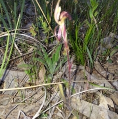 Caladenia actensis (Canberra Spider Orchid) by waltraud
