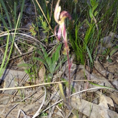 Caladenia actensis (Canberra Spider Orchid) at Mount Majura - 28 Oct 2016 by waltraud