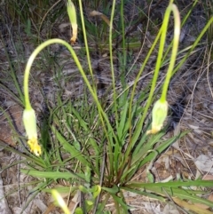 Microseris walteri (Yam Daisy, Murnong) at Mount Majura - 28 Oct 2016 by waltraud