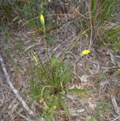 Microseris walteri at Canberra Central, ACT - 28 Oct 2016