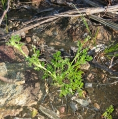 Daucus glochidiatus (Australian Carrot) at Mount Majura - 28 Oct 2016 by waltraud