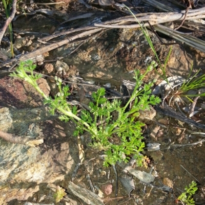 Daucus glochidiatus (Australian Carrot) at Canberra Central, ACT - 28 Oct 2016 by waltraud