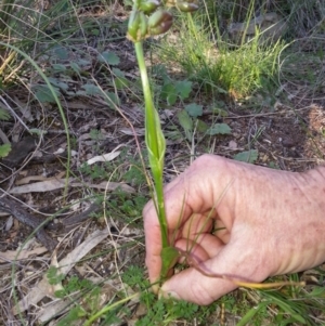 Wurmbea dioica subsp. dioica at Canberra Central, ACT - 28 Oct 2016 06:05 PM