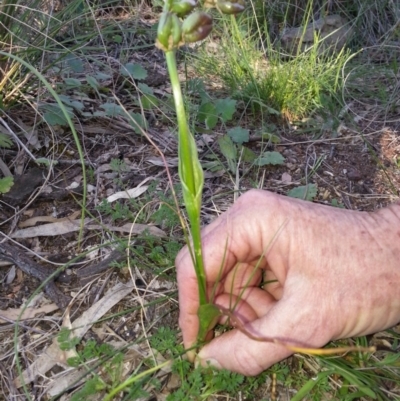 Wurmbea dioica subsp. dioica (Early Nancy) at Canberra Central, ACT - 28 Oct 2016 by waltraud