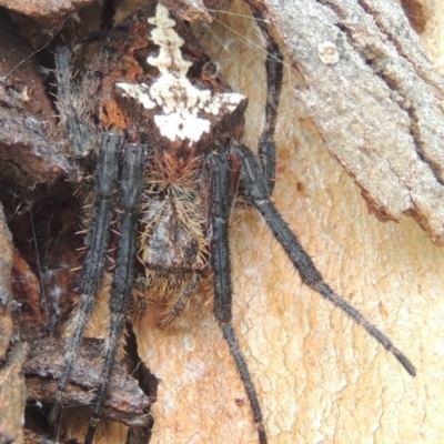 Socca pustulosa (Knobbled Orbweaver) at Pollinator-friendly garden Conder - 3 Mar 2015 by michaelb