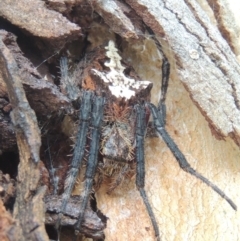 Socca pustulosa at Conder, ACT - 4 Mar 2015 12:00 AM