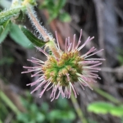 Opercularia hispida (Hairy Stinkweed) at Jerrabomberra, NSW - 28 Oct 2016 by Wandiyali