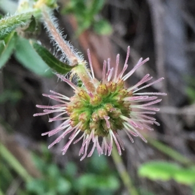 Opercularia hispida (Hairy Stinkweed) at Jerrabomberra, NSW - 28 Oct 2016 by Wandiyali