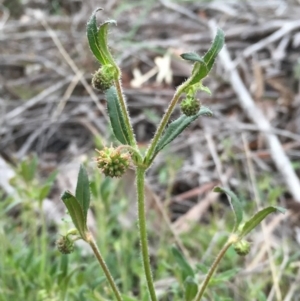 Opercularia hispida at Jerrabomberra, NSW - 29 Oct 2016