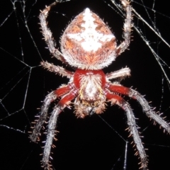 Socca pustulosa (Knobbled Orbweaver) at Pollinator-friendly garden Conder - 3 Mar 2015 by michaelb