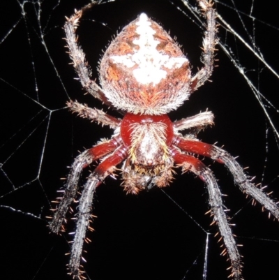 Socca pustulosa (Knobbled Orbweaver) at Conder, ACT - 3 Mar 2015 by michaelb