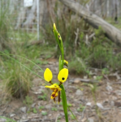 Diuris sulphurea (Tiger Orchid) at Bruce, ACT - 29 Oct 2016 by BethanyDunne