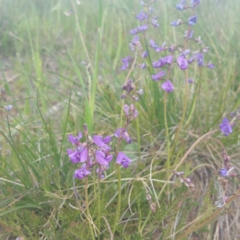 Swainsona monticola (Notched Swainson-Pea) at Molonglo Valley, ACT - 19 Jan 2016 by RichardMilner