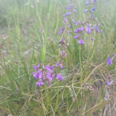 Swainsona monticola (Notched Swainson-Pea) at Molonglo River Reserve - 18 Jan 2016 by RichardMilner