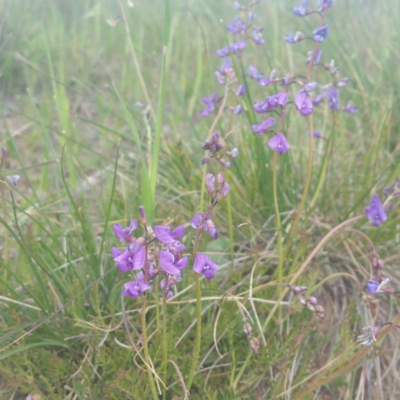 Swainsona monticola (Notched Swainson-Pea) at Molonglo Valley, ACT - 18 Jan 2016 by RichardMilner