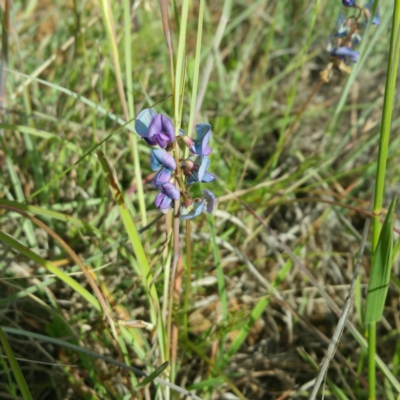 Swainsona monticola (Notched Swainson-Pea) at Molonglo, ACT - 26 Jan 2016 by RichardMilner