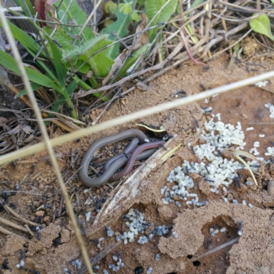 Aprasia parapulchella (Pink-tailed Worm-lizard) at Molonglo River Reserve - 19 Jan 2016 by RichardMilner