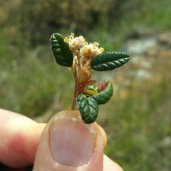 Pomaderris betulina (Birch Pomaderris) at Molonglo River Reserve - 25 Jan 2016 by RichardMilner