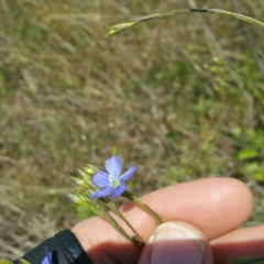 Linum marginale (Native Flax) at Molonglo Valley, ACT - 26 Jan 2016 by RichardMilner